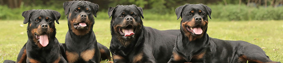 Rottweiler vom Quant